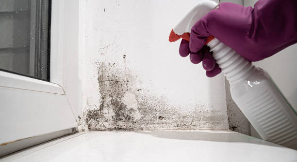 Best Water damage restoration near me  in Andrews, IN